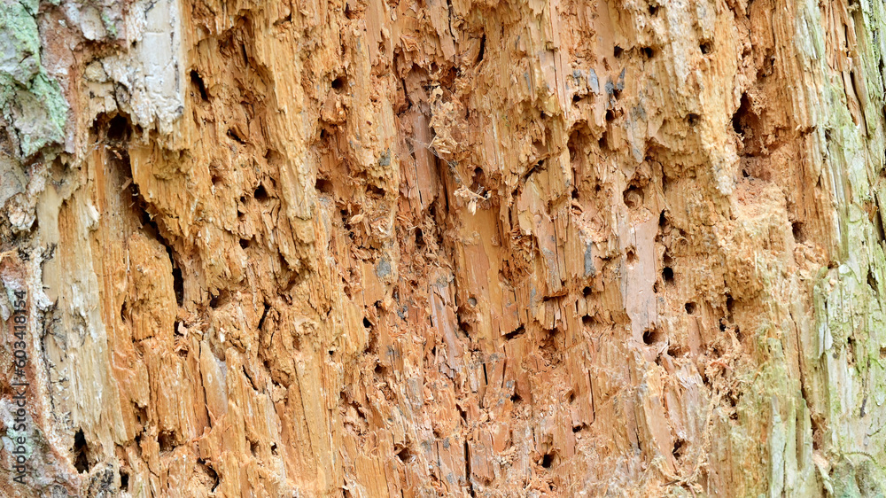Wood Borers Service