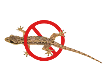 Lizard Control